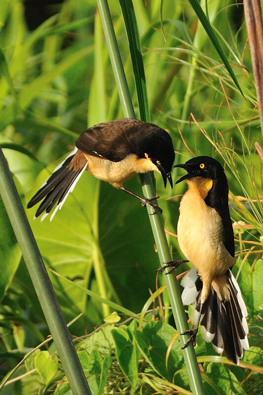 Black-capped Donacobiusadult