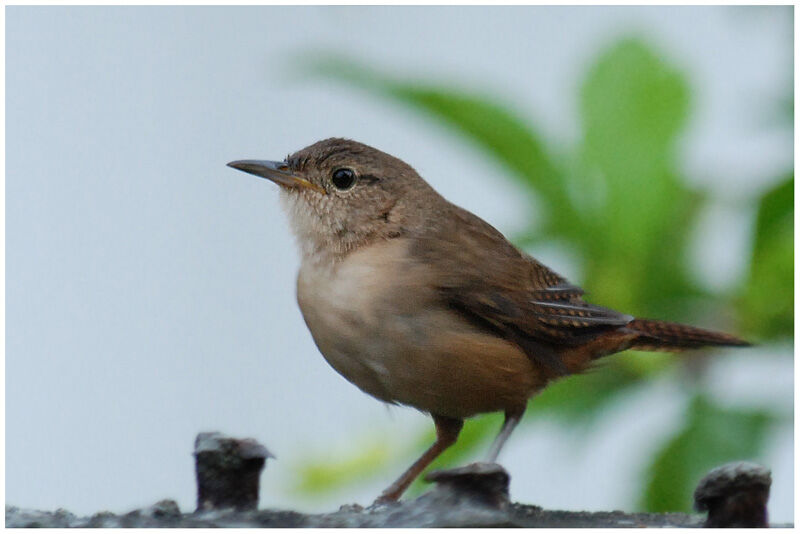 Southern House Wrenadult