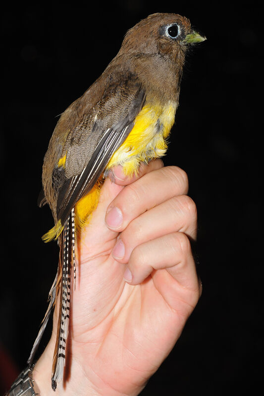 Amazonian Black-throated Trogon female adult