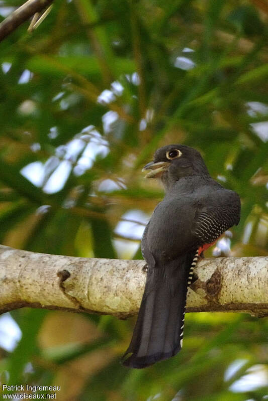 Trogon couroucou femelle adulte, Comportement