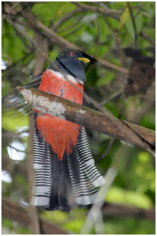 Trogon rosalba mâle adulte