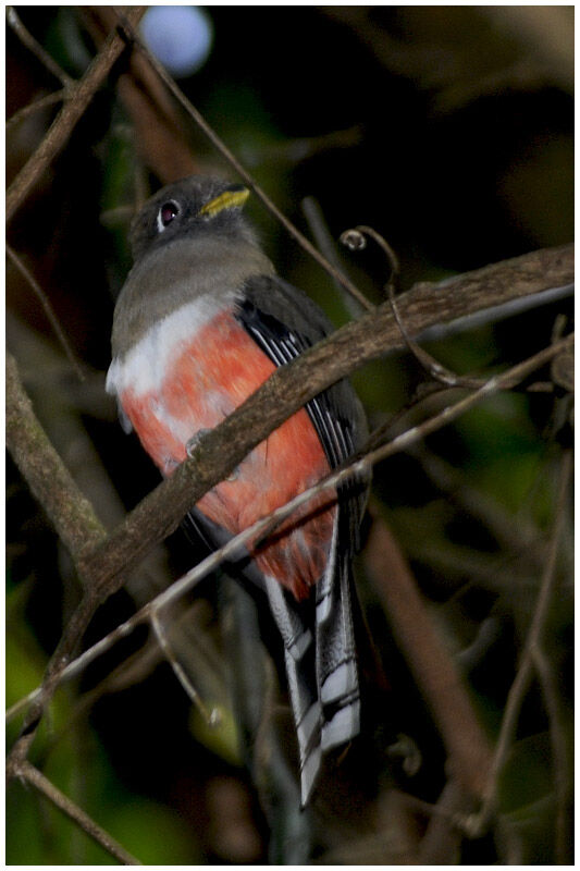 Trogon rosalba femelle adulte