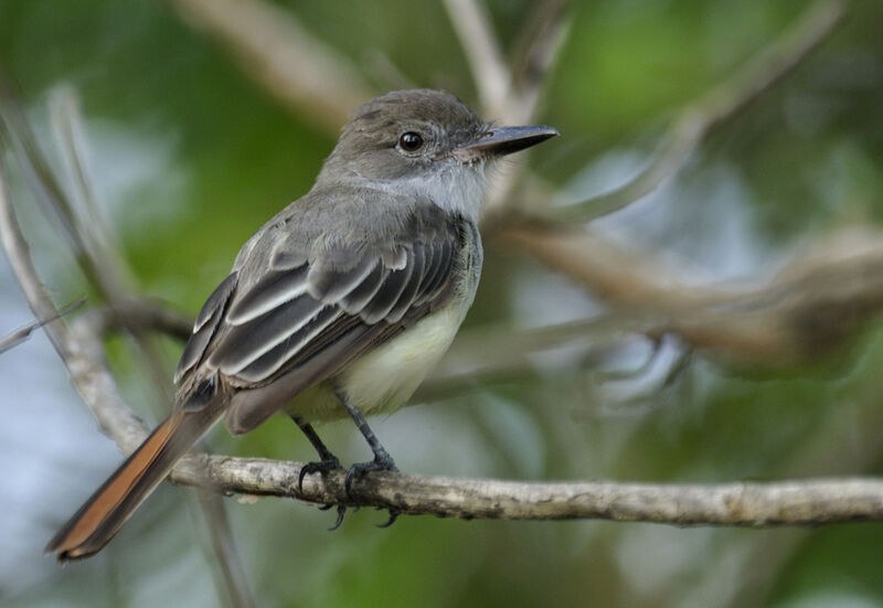 Brown-crested Flycatcheradult, identification