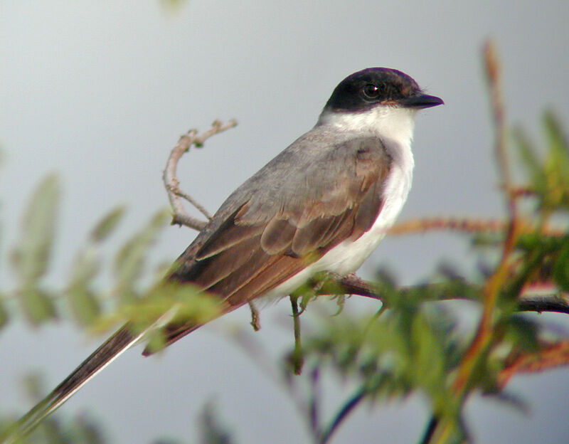 Fork-tailed Flycatcher