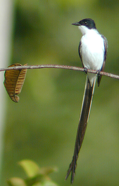 Fork-tailed Flycatcher