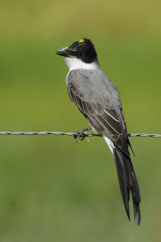 Fork-tailed Flycatcheradult post breeding