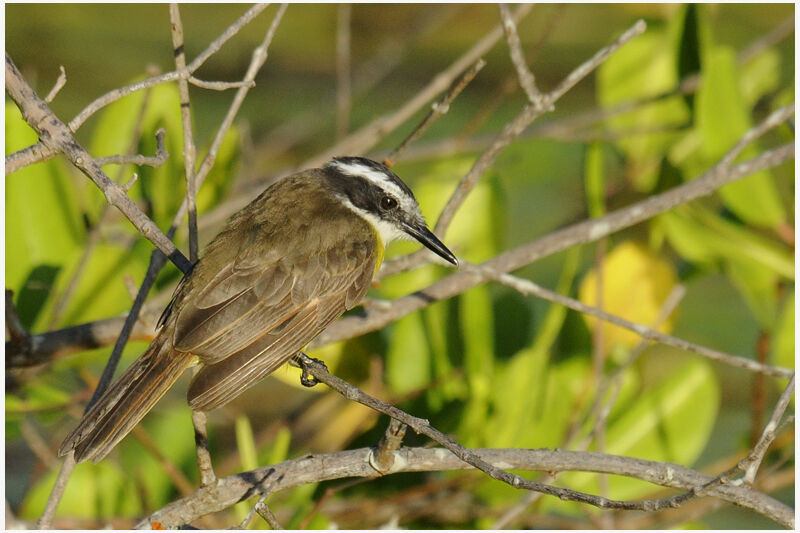 Lesser Kiskadee male adult