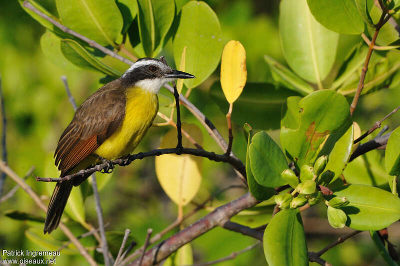 Tyran licteuradulte, identification