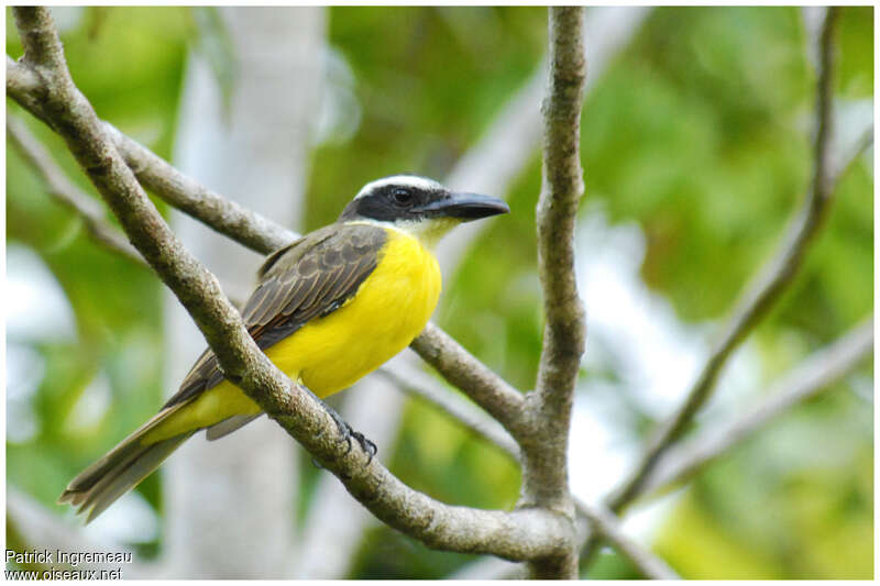 Boat-billed Flycatcheradult, identification