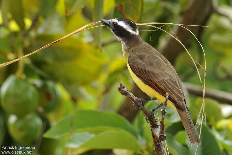 Great Kiskadeeadult, Reproduction-nesting