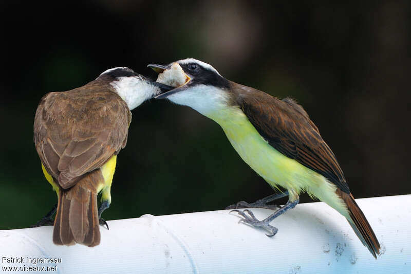 Great Kiskadee, Reproduction-nesting