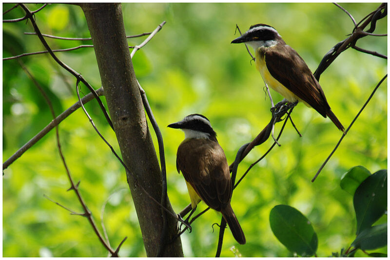 Great Kiskadee