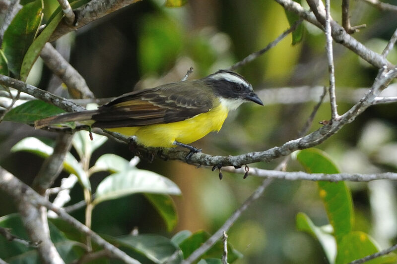 Social Flycatcherimmature, identification