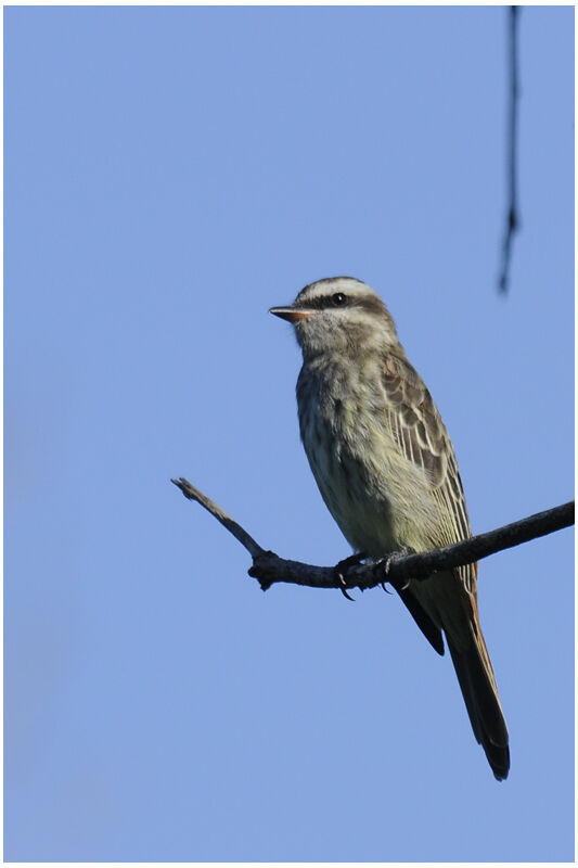 Variegated Flycatcheradult