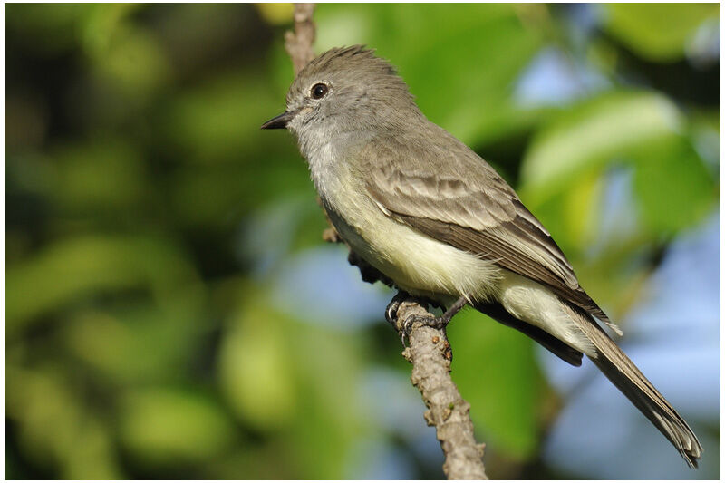 Tyranneau des palétuviersadulte, identification