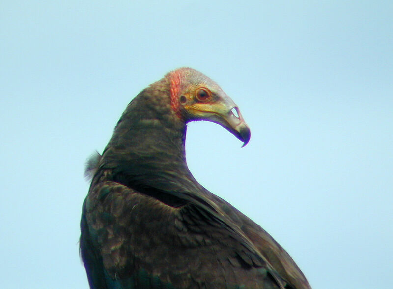 Lesser Yellow-headed Vulture