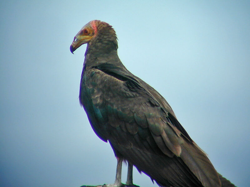 Lesser Yellow-headed Vulture