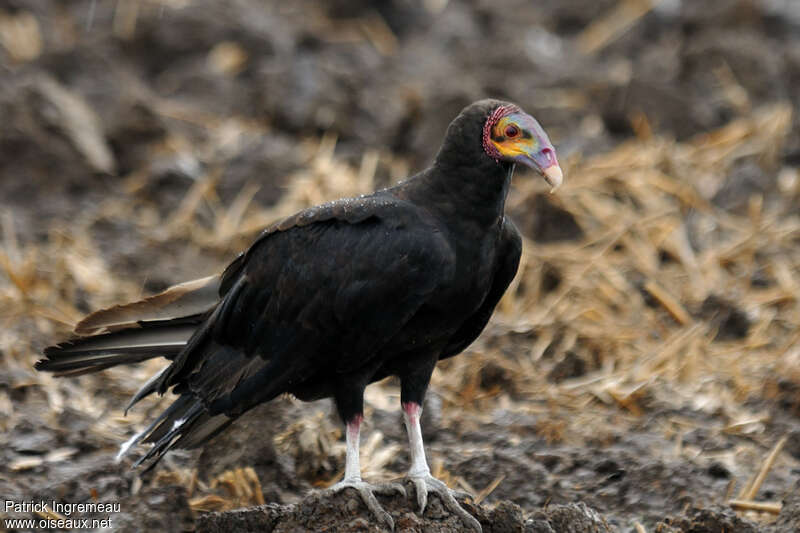 Lesser Yellow-headed Vultureadult