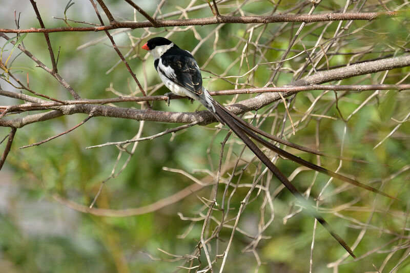 Pin-tailed Whydah male adult breeding