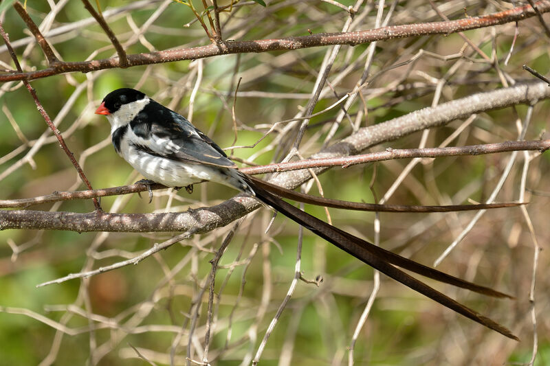 Pin-tailed Whydah male adult breeding