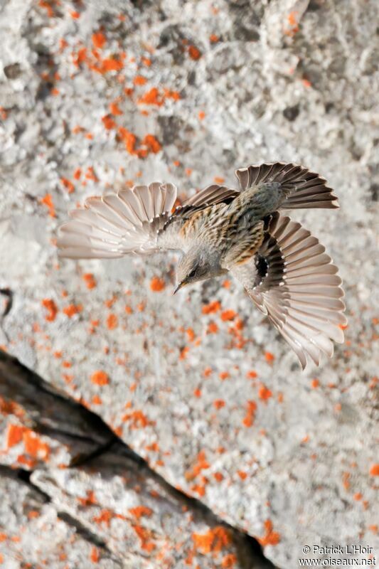 Alpine Accentor