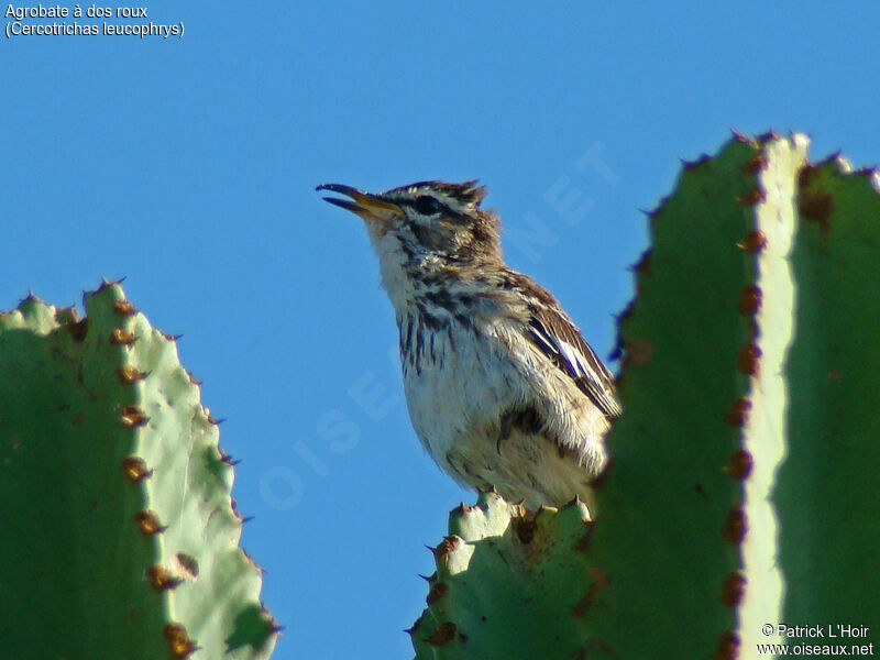 White-browed Scrub Robin