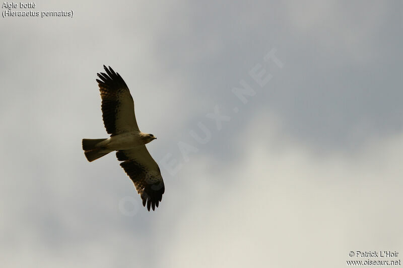 Booted Eagle