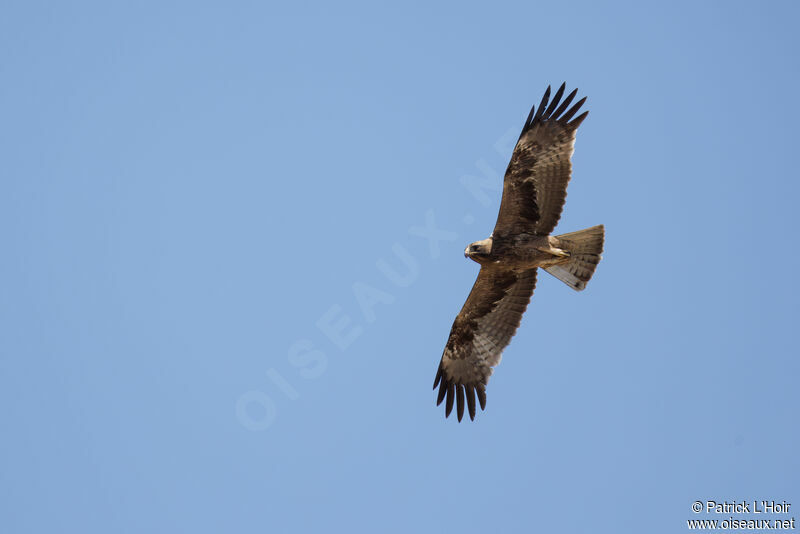 Booted Eagle