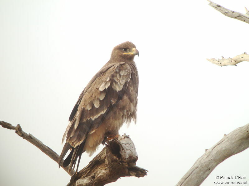 Steppe Eagle