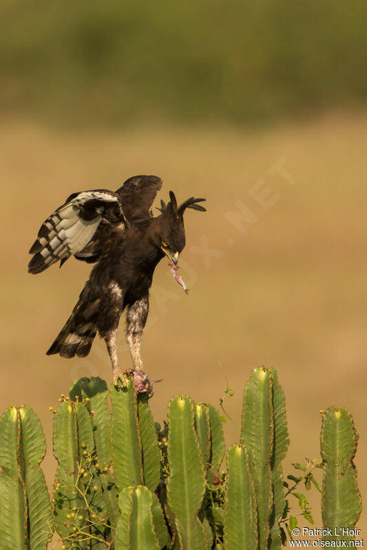 Long-crested Eagle, eats