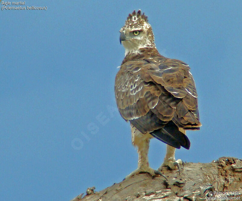 Aigle martialjuvénile