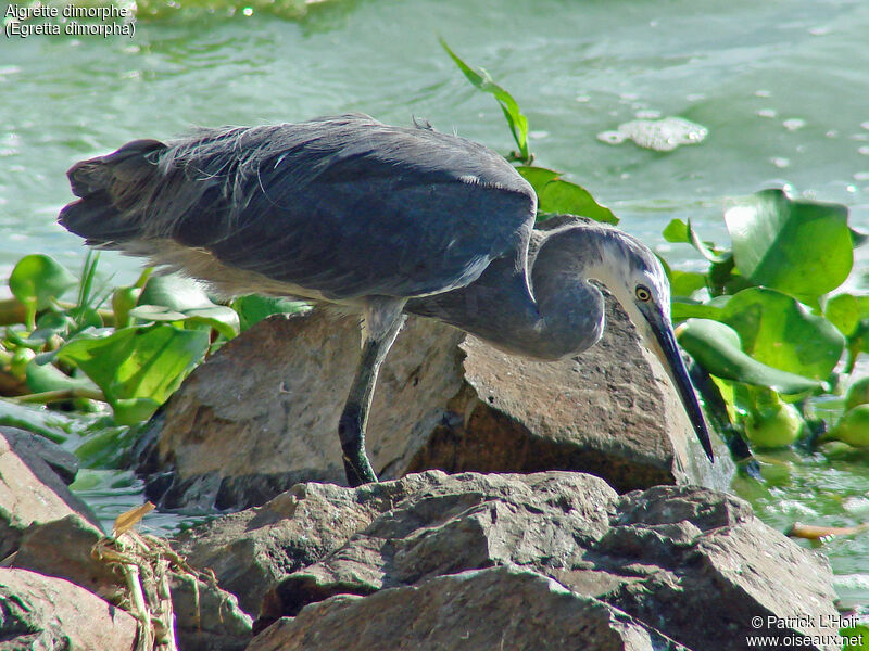 Dimorphic Egret