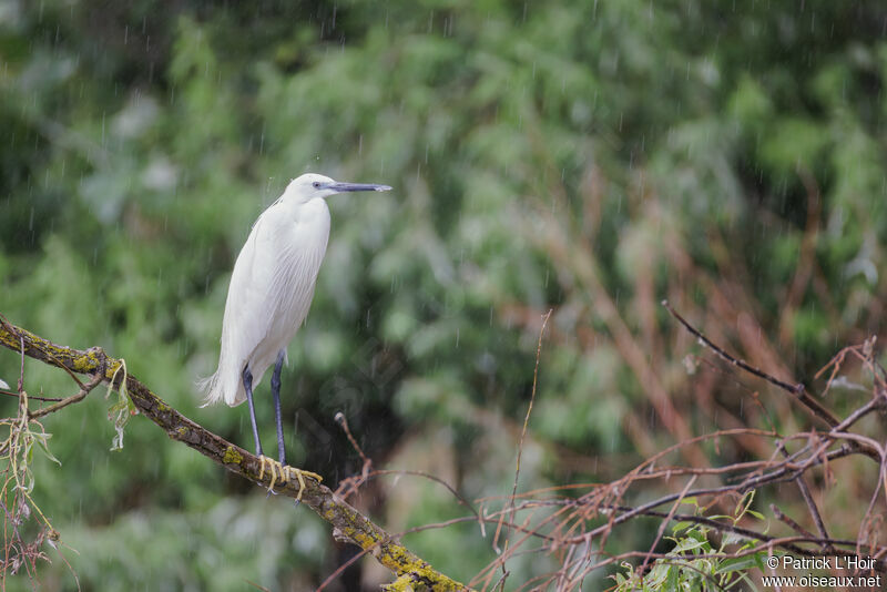 Aigrette garzette