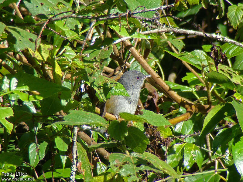 African Hill Babbleradult, habitat, pigmentation