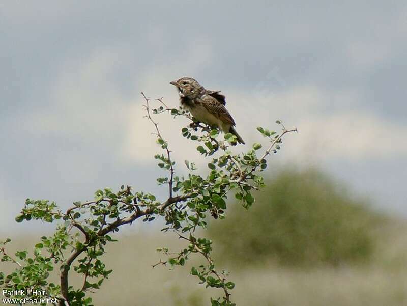 White-tailed Larkadult, identification