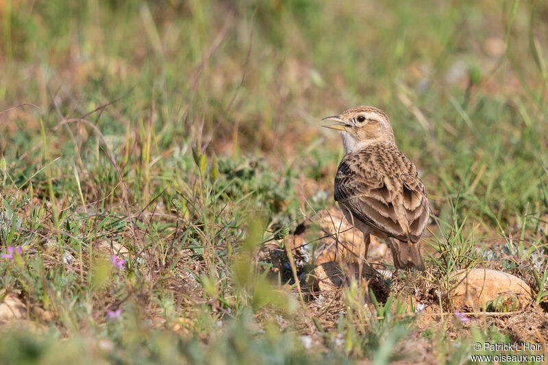 Greater Short-toed Lark