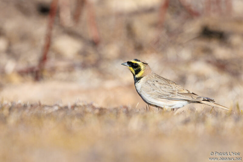 Horned Lark