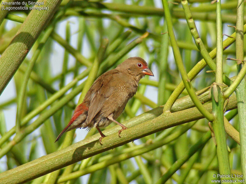 Red-billed Firefinch female adult