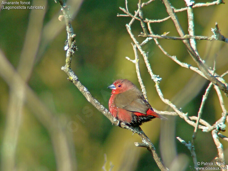 African Firefinch