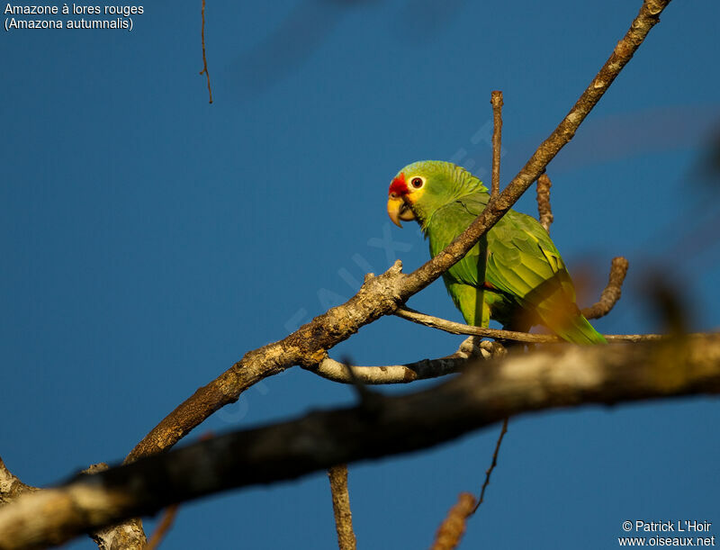 Red-lored Amazonadult