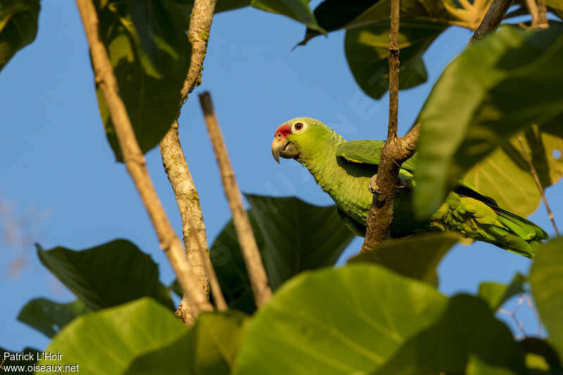 Diademed Amazonadult, close-up portrait