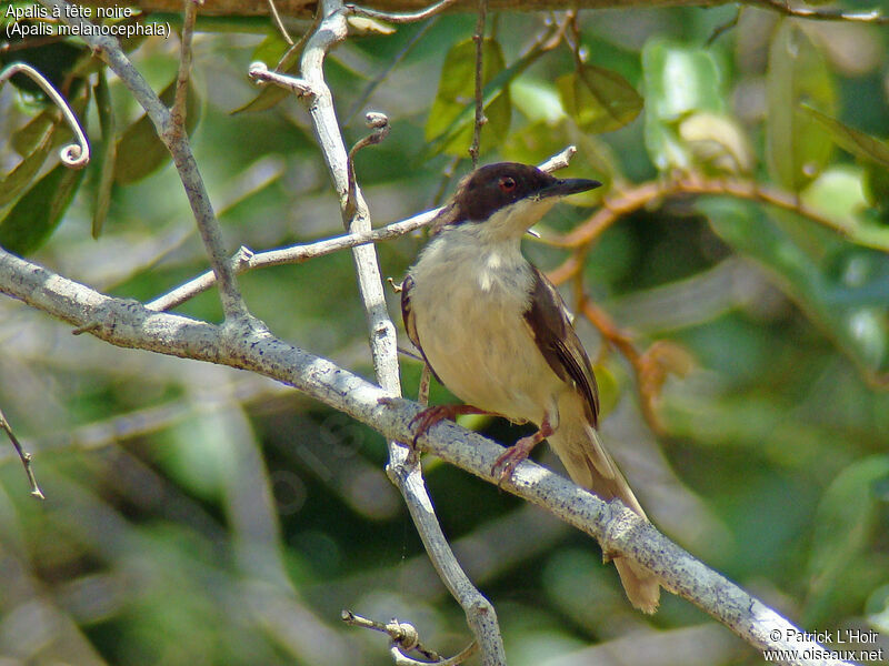 Black-headed Apalis