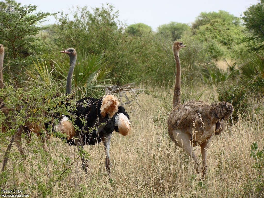 Autruche de Somalie