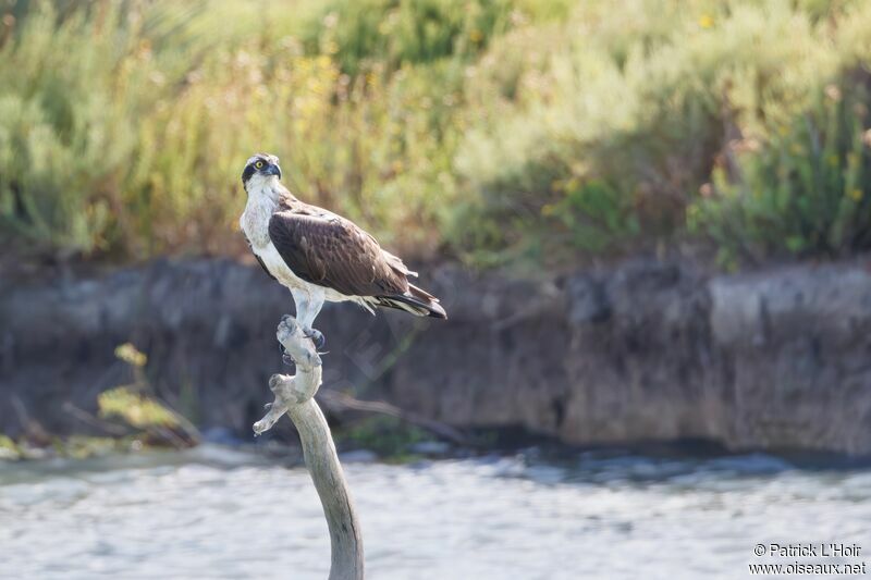 Balbuzard pêcheur