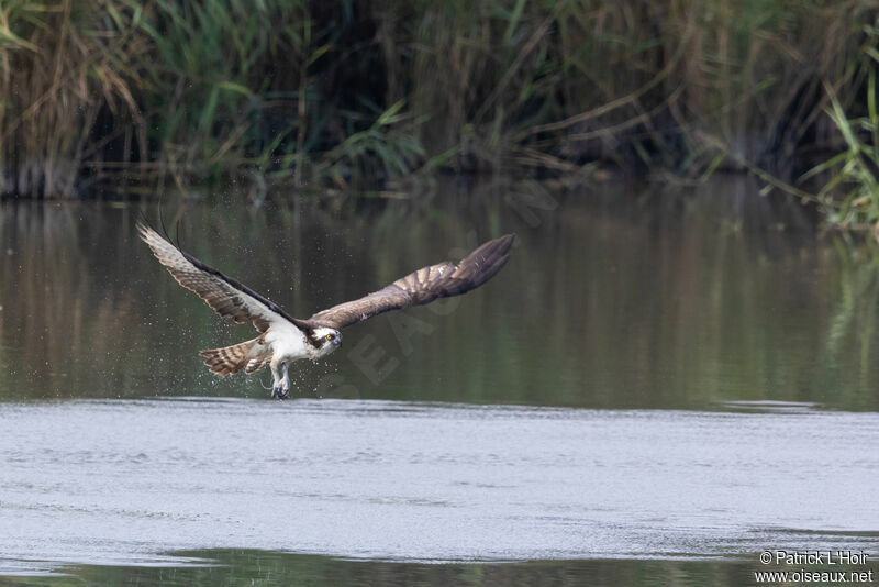 Osprey