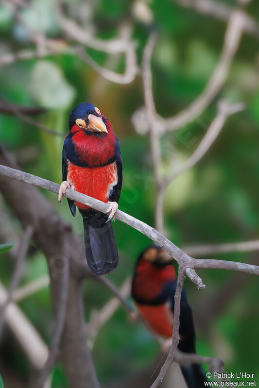 Bearded Barbet