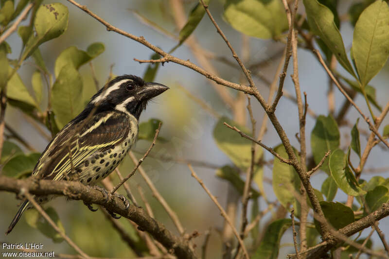 Spot-flanked Barbet female adult, identification