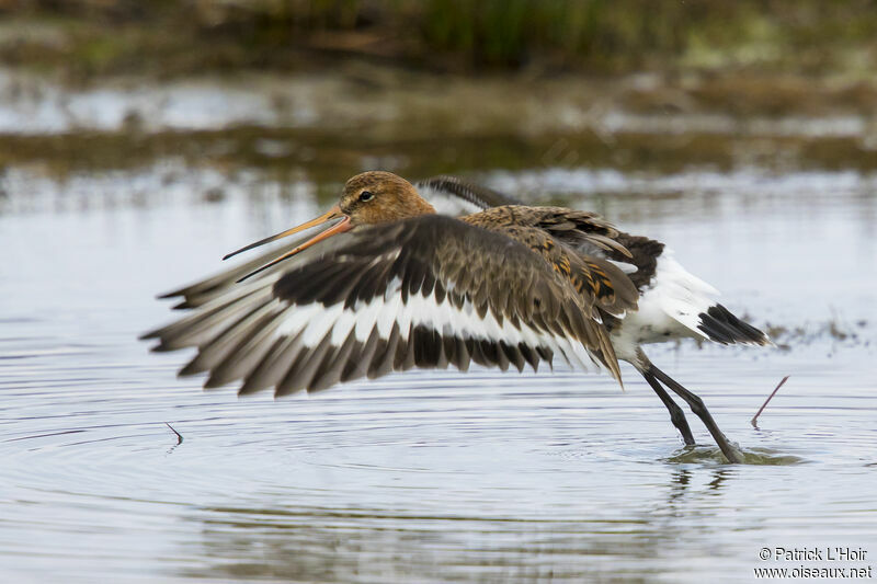 Black-tailed Godwit