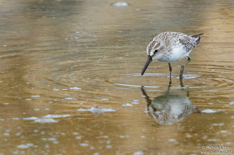 Broad-billed Sandpiper