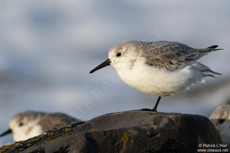 Sanderling